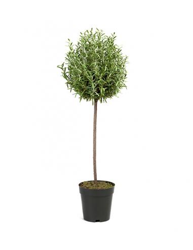 Decorative Artificial Rosmarin Plant