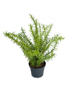 Decorative Artificial Eucalyptus Plant