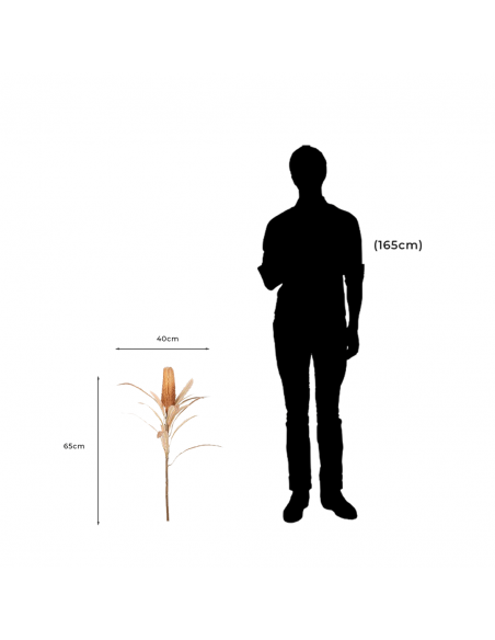 Measurements and proportion of Banksia Decorative Artificial Dried Flower