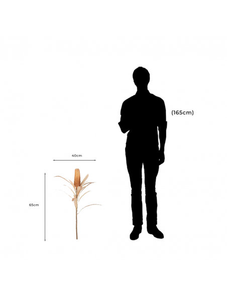 Medidas y proporción de Flor Seca Artificial Decorativa Banksia