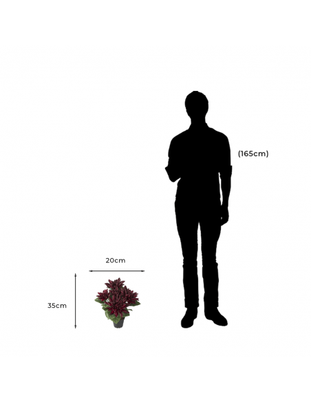 Medidas y proporción de Planta Artificial Decorativa Dahlia