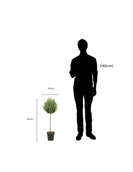 Measurements and proportion of Rosmarin Decorative Artificial Plant