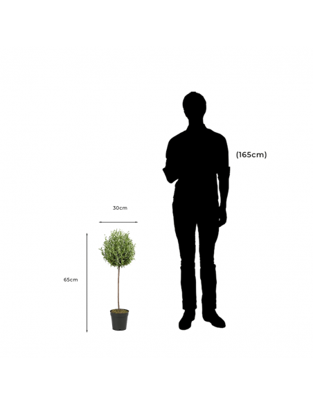 Medidas y proporción de Planta Artificial Decorativa Rosmarin