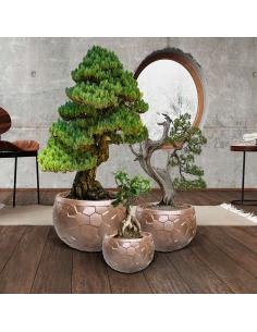 Bronze Set 55Ø - Cinnamon